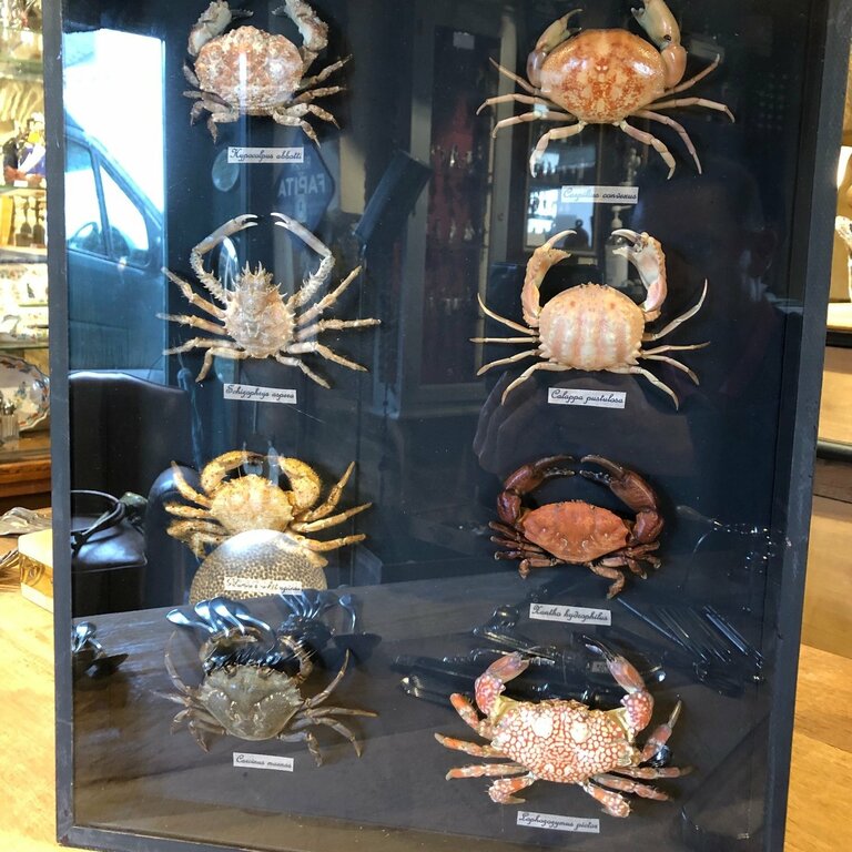 Planche naturaliste de crabes - La Grange - Le Conquet